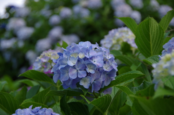 小田原城　あじさい花菖蒲まつり　Ⅰ_b0356401_20251076.jpg