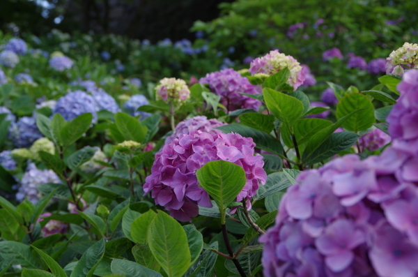 小田原城　あじさい花菖蒲まつり　Ⅰ_b0356401_20254324.jpg