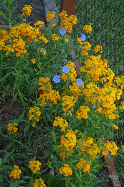 c0062603_11431621.jpg