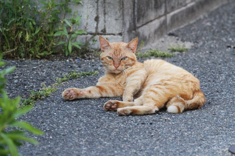 やたら余裕かますシンちゃん_a0190211_11141260.jpg