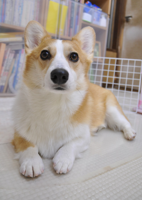 10kgになりました。爪切りなども_d0102523_22241210.jpg