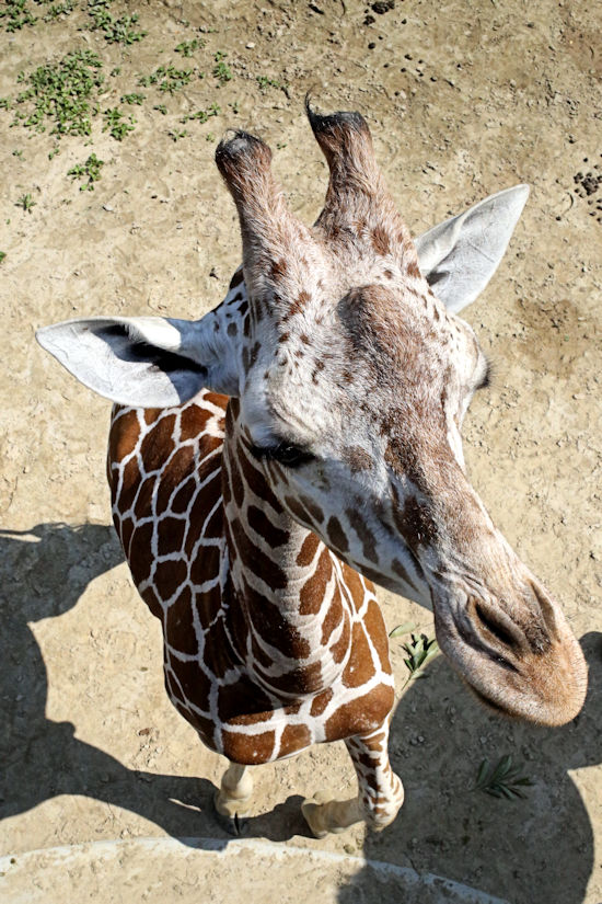 2階から餌やり 動物園放浪記