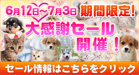 ペットショップ鈴花宮城県 トイプードル入荷情報 宮城 仙台ペットショップ鈴花 ペットショップ鈴花宮城県 トイプードル入荷情報 宮城 仙台ペットショップ鈴花