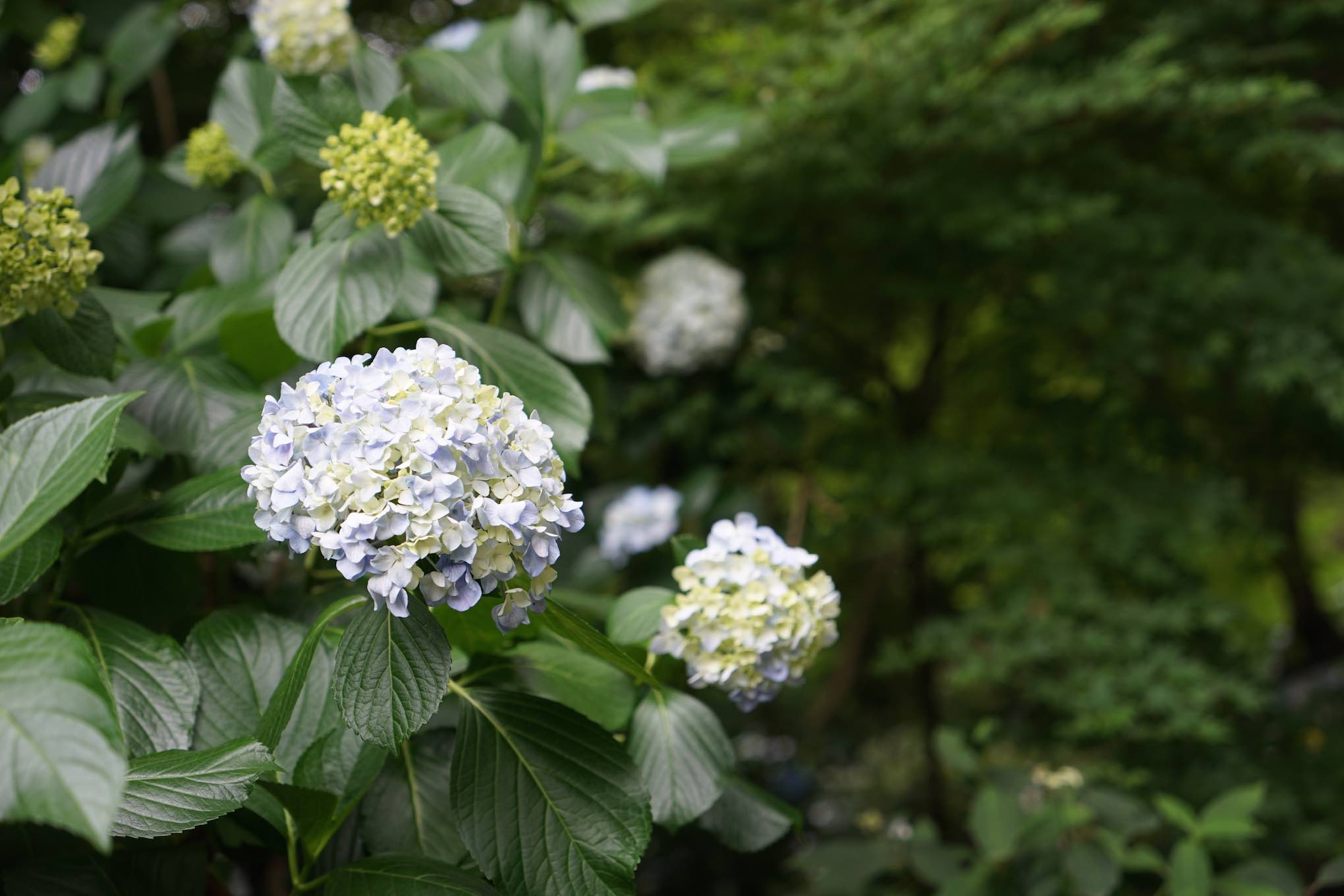 高幡不動尊　紫陽花　2016　その7_e0216133_2255578.jpg