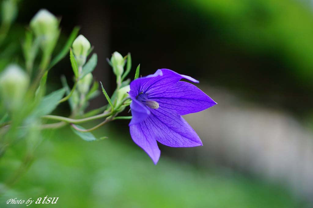 長谷寺の紫陽花-1_d0250840_12552381.jpg