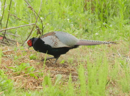 ボケてる八ヶ岳の鳥_e0172950_213049.jpg