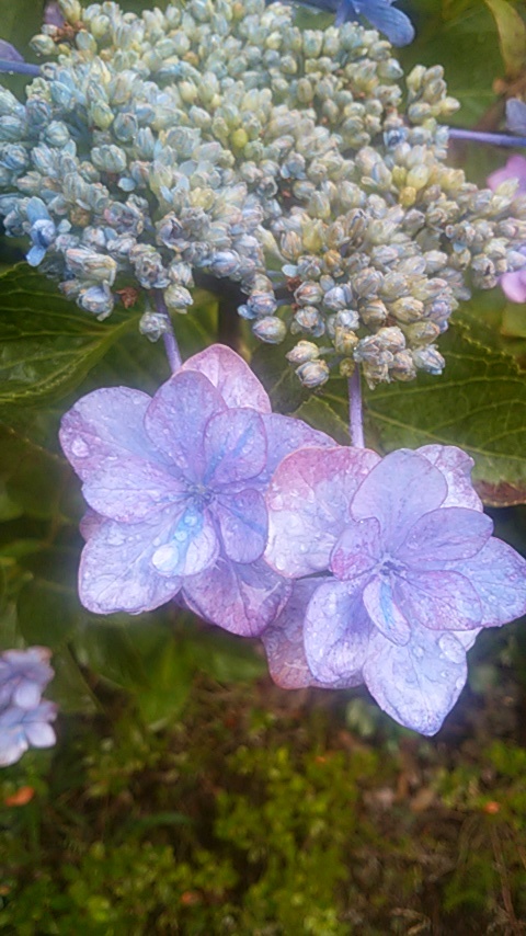 紫陽花の動と静_f0363553_08515372.jpg