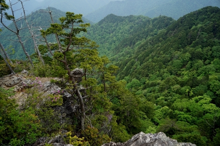 武田家支えた黒川金山＠黒川鶏冠山　2016.05.25(水)_f0344554_09453489.jpg