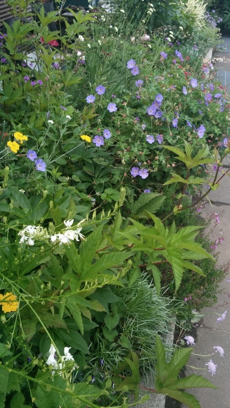 英国風認定植物 ゲラニウム ロザンネイ 月イチガーデナーの庭雑記