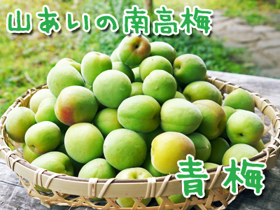 山あいの南高梅 平成28年度完熟梅初出荷!手摘み、手選別で全国へ!!ご注文はお急ぎください!_a0254656_19195953.jpg