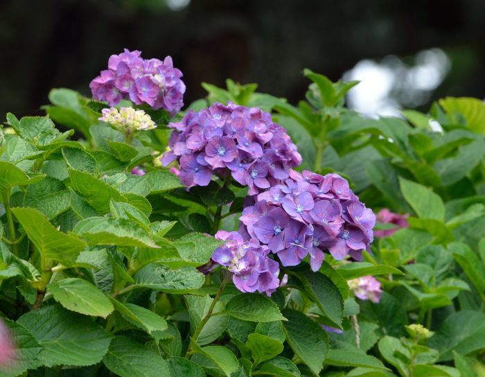 梅雨時の花と言えば_c0205858_16204050.jpg