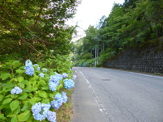 「日本の道100選」　板取あじさいロード_d0231858_1195731.jpg