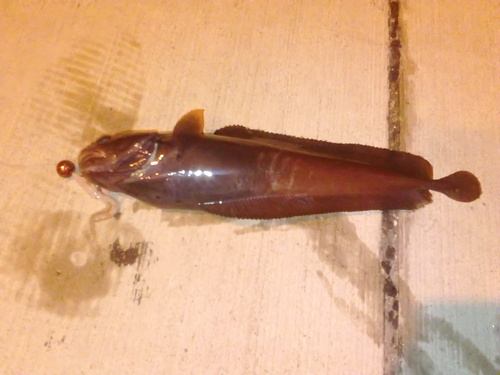 南茅部 アブラコ35 ソイ23ｃｍ アジエンスの放浪と釣り 函館