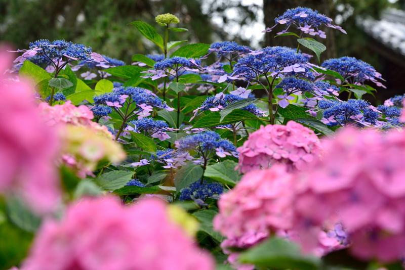 紫陽花(住吉神社)Ⅱ_a0341170_161338.jpg