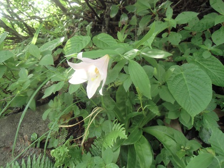 奥只見の蒲生岳・浅草岳を歩いてきた_c0273271_13104472.jpg