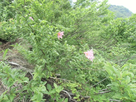 奥只見の蒲生岳・浅草岳を歩いてきた_c0273271_1322840.jpg