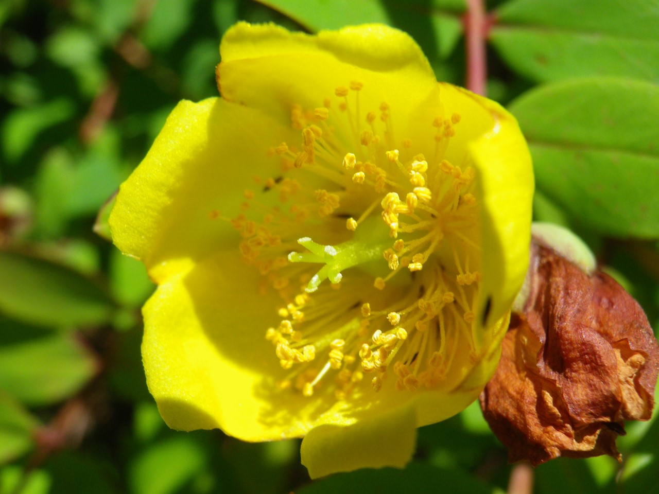 『Hypericum(オトギリソウ属)の花達・・・・・♪』_d0054276_20301423.jpg