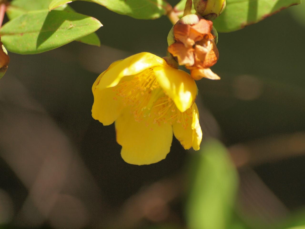 『Hypericum(オトギリソウ属)の花達・・・・・♪』_d0054276_20302548.jpg