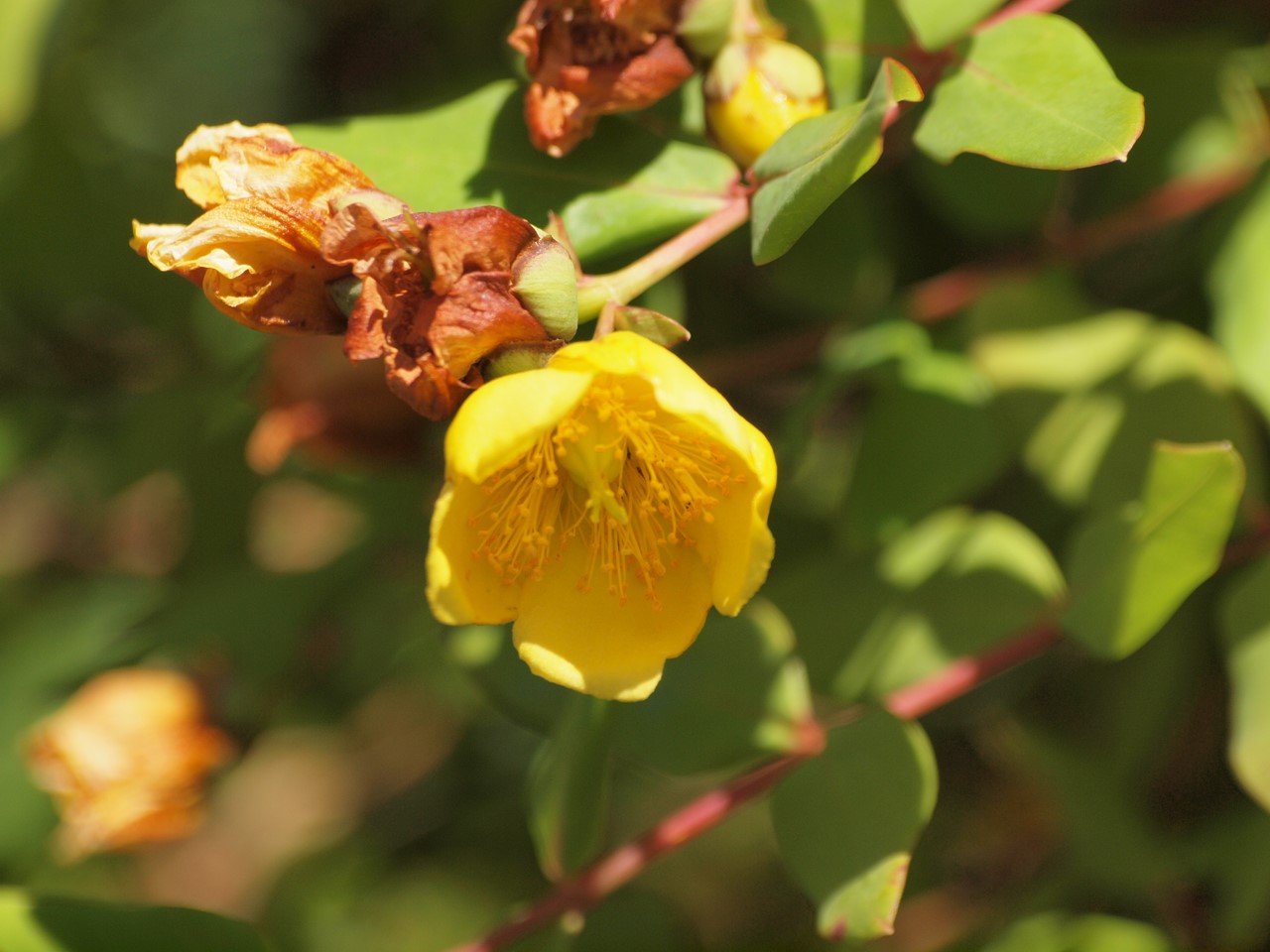 『Hypericum(オトギリソウ属)の花達・・・・・♪』_d0054276_2030387.jpg