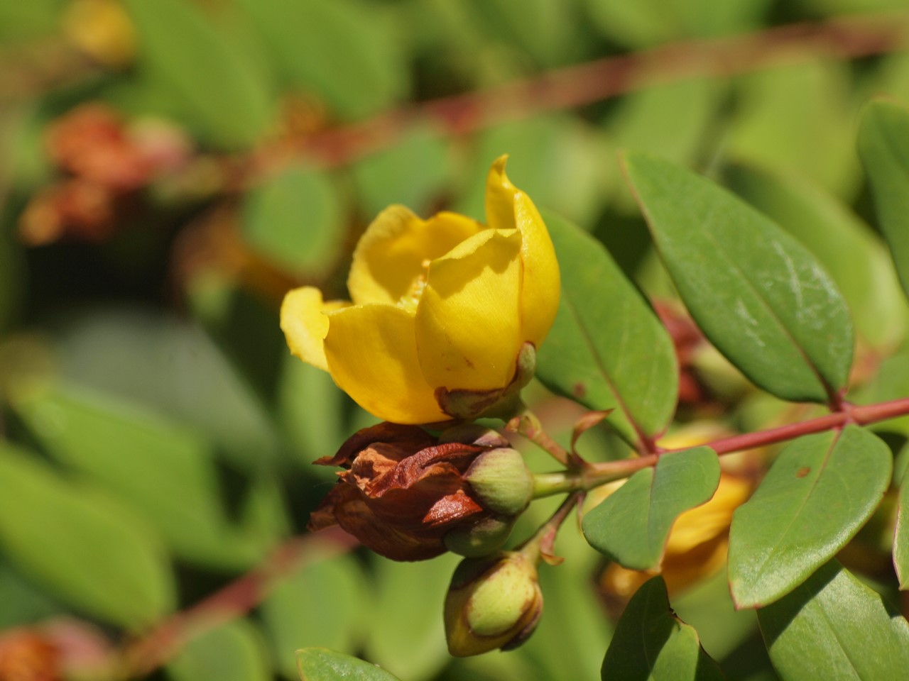 『Hypericum(オトギリソウ属)の花達・・・・・♪』_d0054276_20305052.jpg