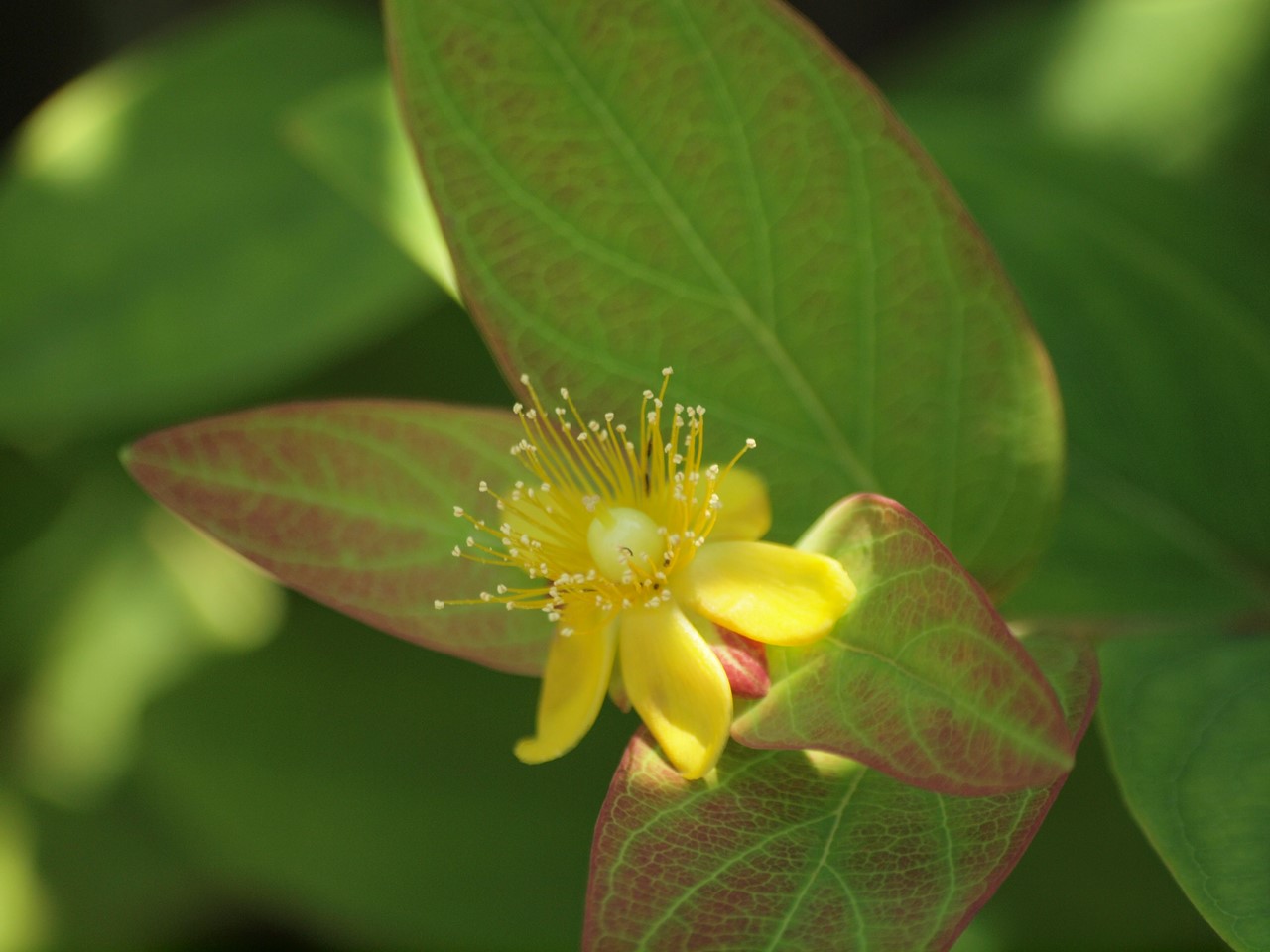 『Hypericum(オトギリソウ属)の花達・・・・・♪』_d0054276_2031131.jpg