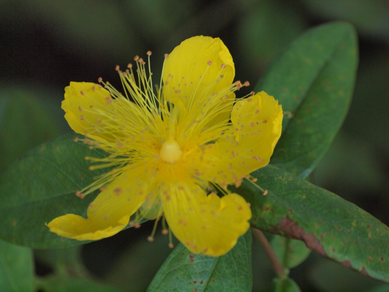 『Hypericum(オトギリソウ属)の花達・・・・・♪』_d0054276_20311332.jpg