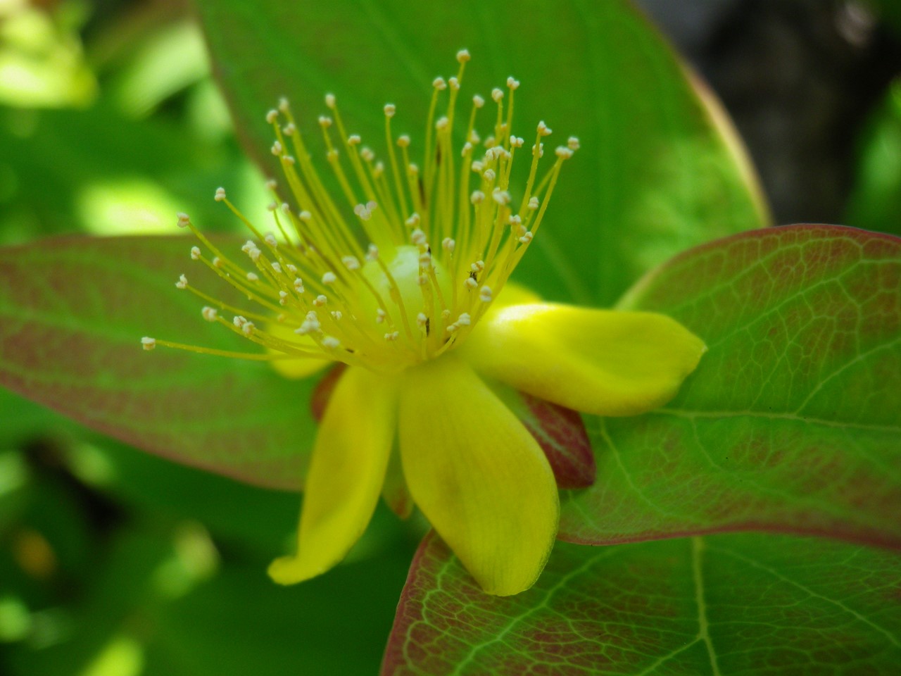 『Hypericum(オトギリソウ属)の花達・・・・・♪』_d0054276_20312360.jpg