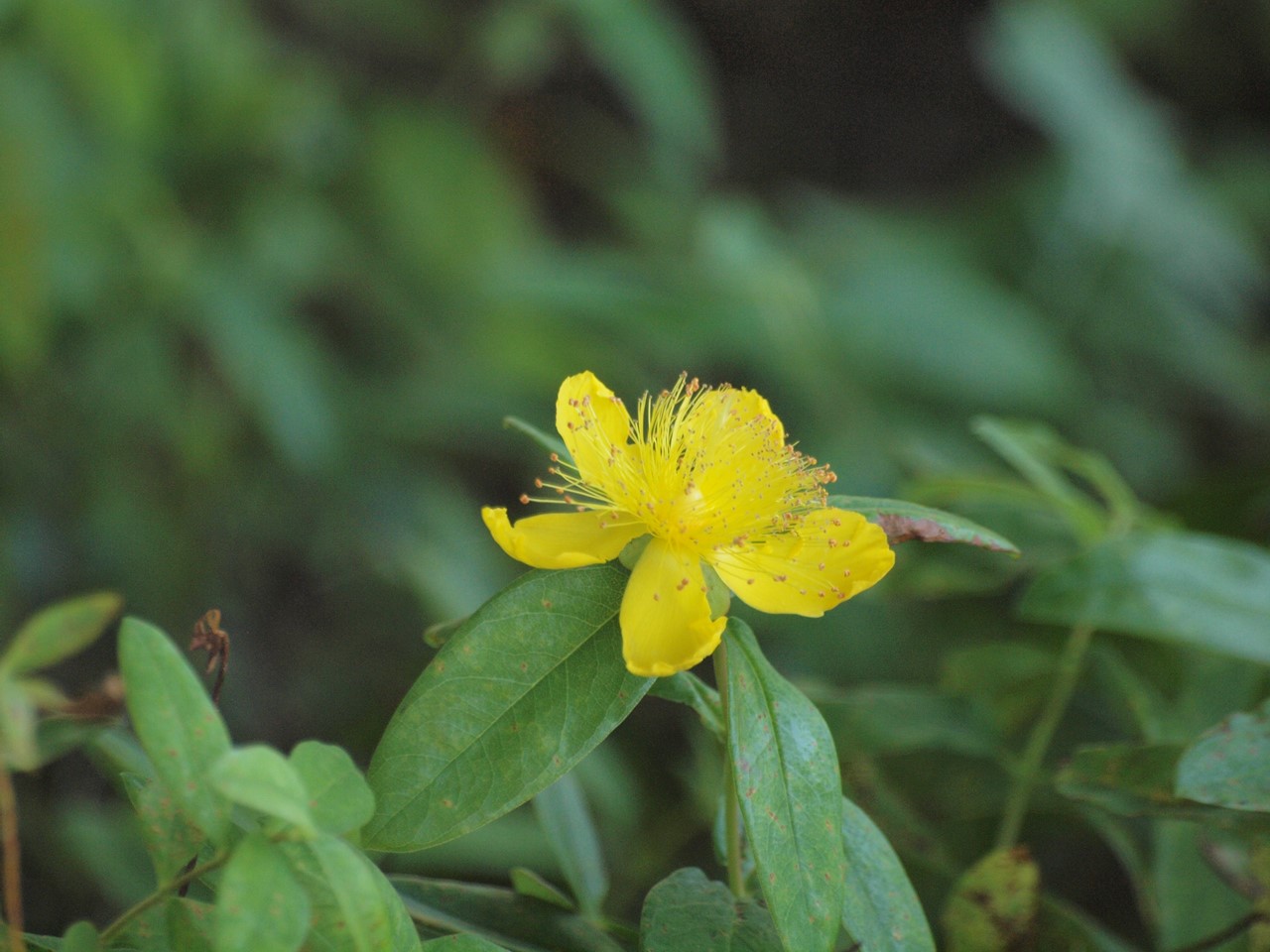 『Hypericum(オトギリソウ属)の花達・・・・・♪』_d0054276_20313580.jpg