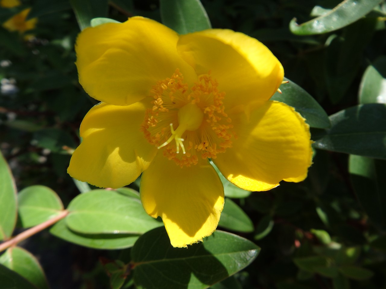 『Hypericum(オトギリソウ属)の花達・・・・・♪』_d0054276_20315725.jpg