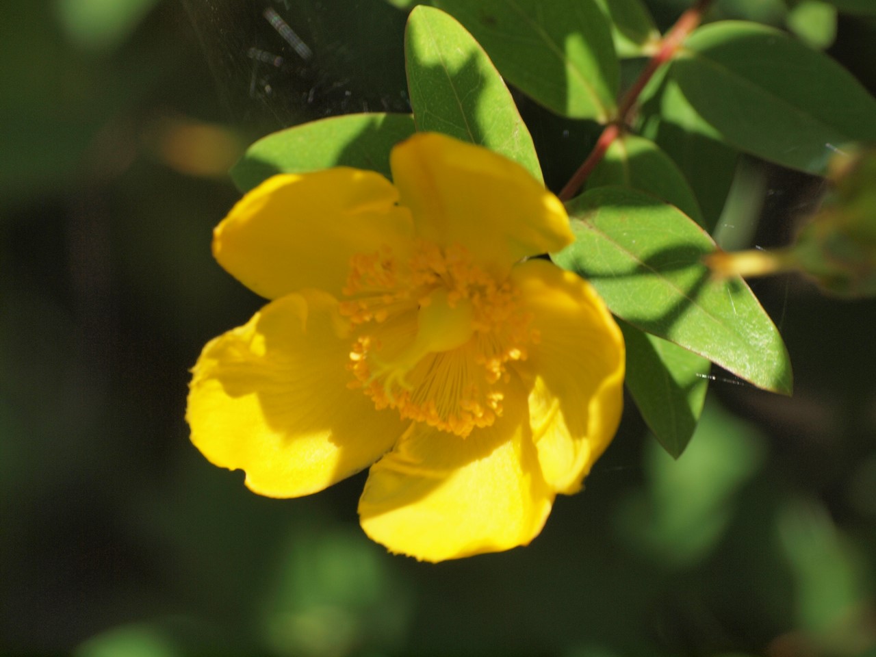 『Hypericum(オトギリソウ属)の花達・・・・・♪』_d0054276_20321759.jpg