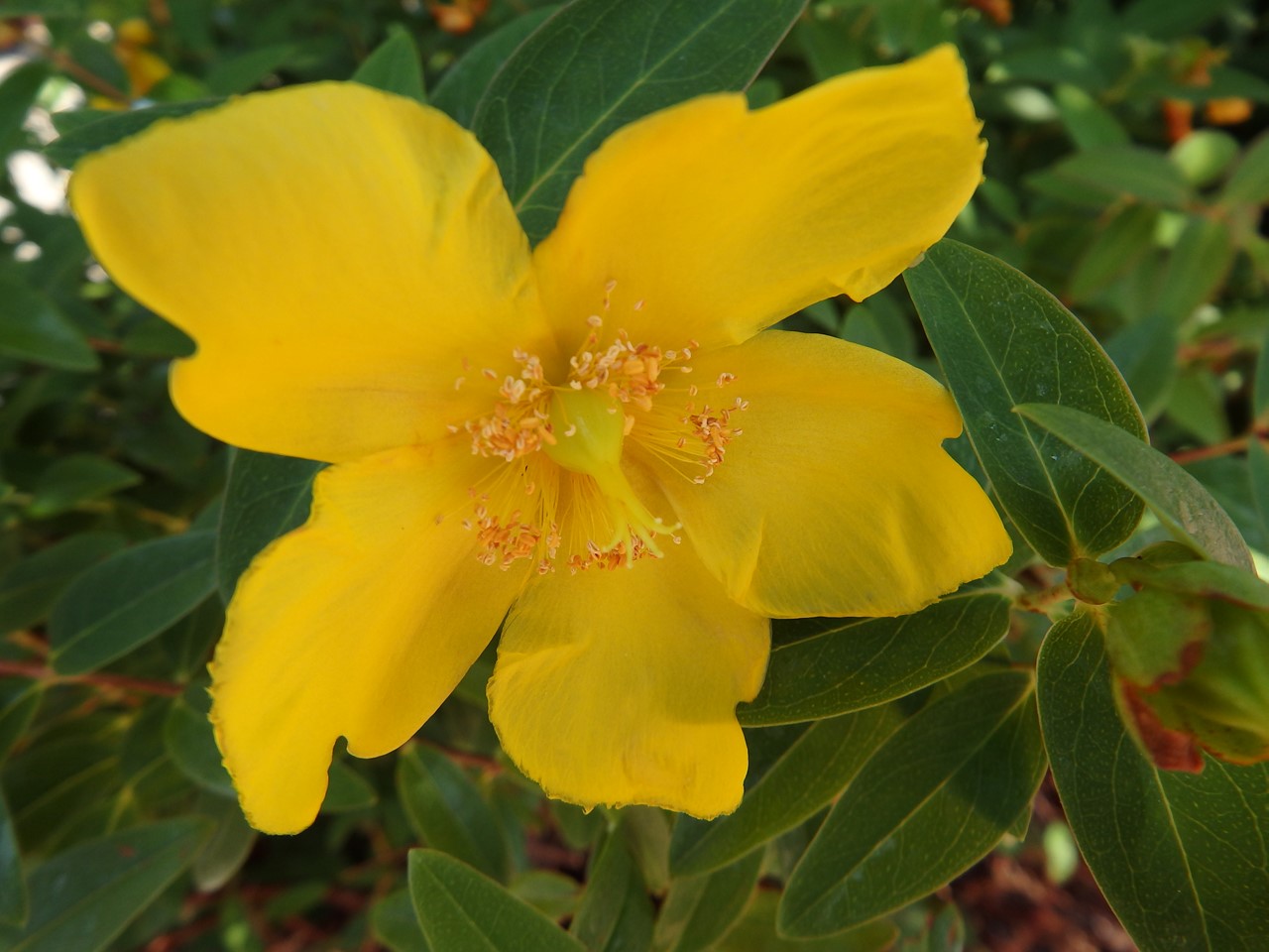 『Hypericum(オトギリソウ属)の花達・・・・・♪』_d0054276_20322872.jpg