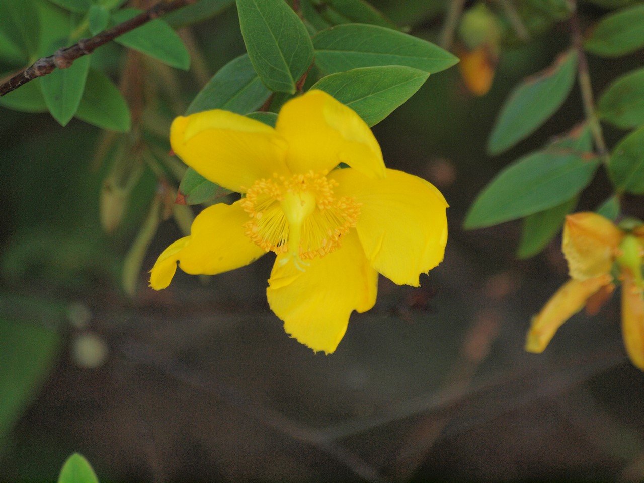 『Hypericum(オトギリソウ属)の花達・・・・・♪』_d0054276_20323913.jpg