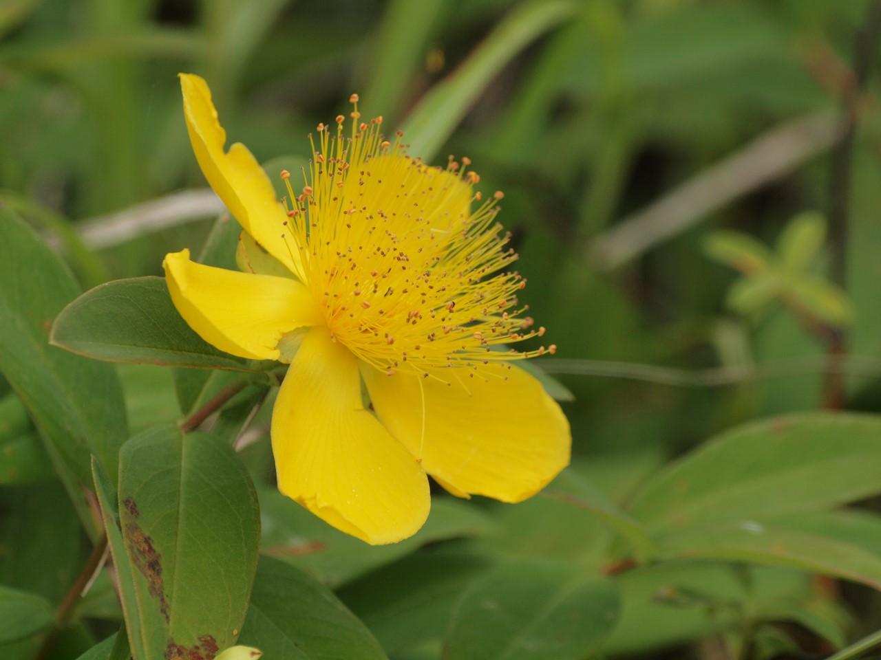 『Hypericum(オトギリソウ属)の花達・・・・・♪』_d0054276_2032496.jpg