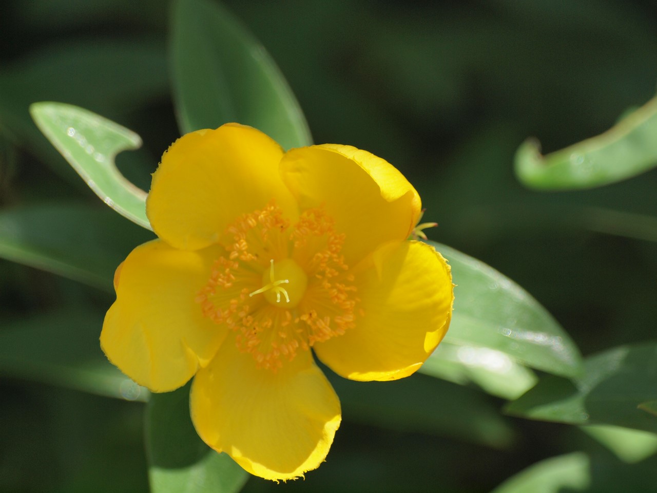 『Hypericum(オトギリソウ属)の花達・・・・・♪』_d0054276_2032763.jpg