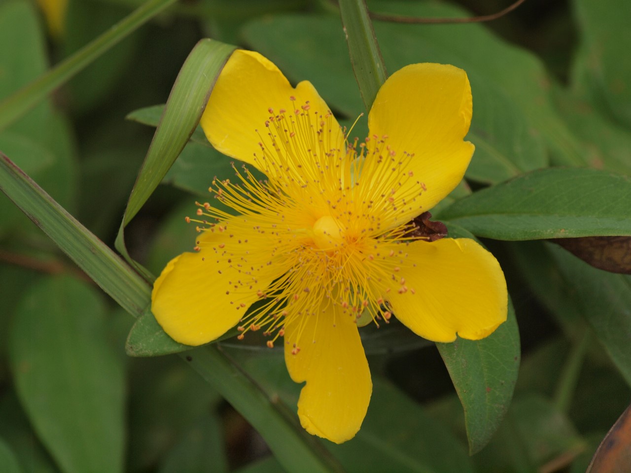 『Hypericum(オトギリソウ属)の花達・・・・・♪』_d0054276_2033045.jpg