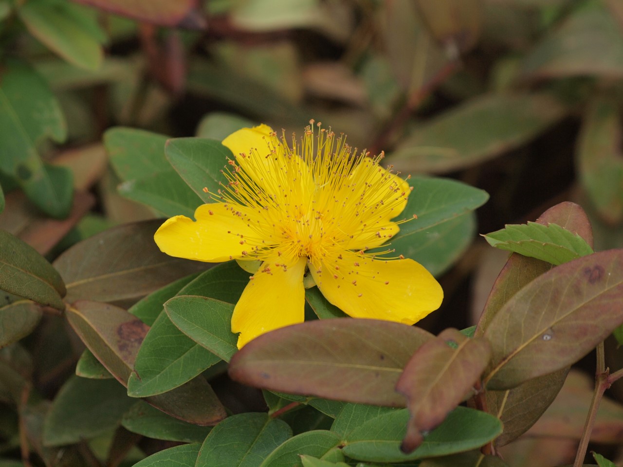 『Hypericum(オトギリソウ属)の花達・・・・・♪』_d0054276_20331133.jpg