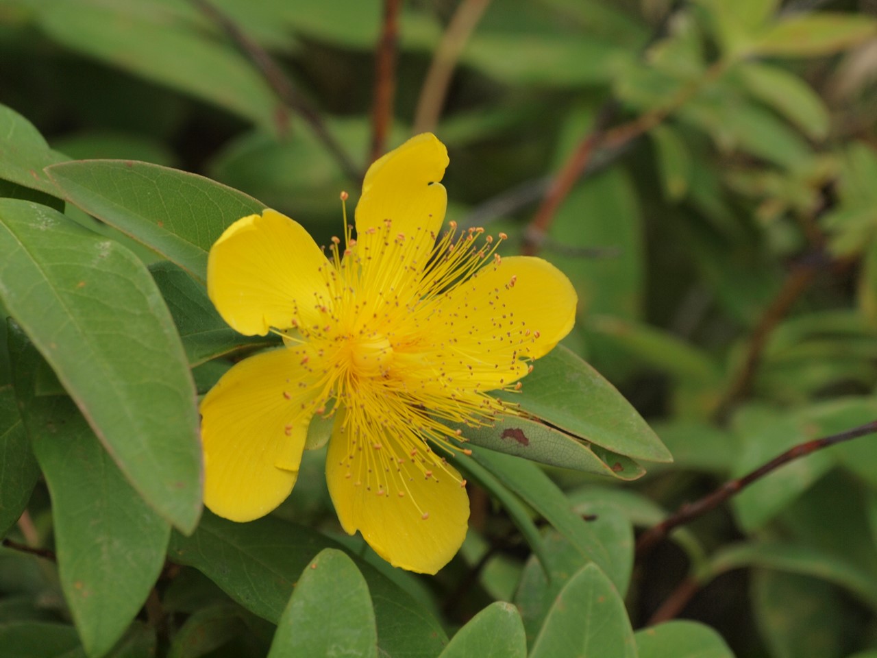 『Hypericum(オトギリソウ属)の花達・・・・・♪』_d0054276_20332139.jpg