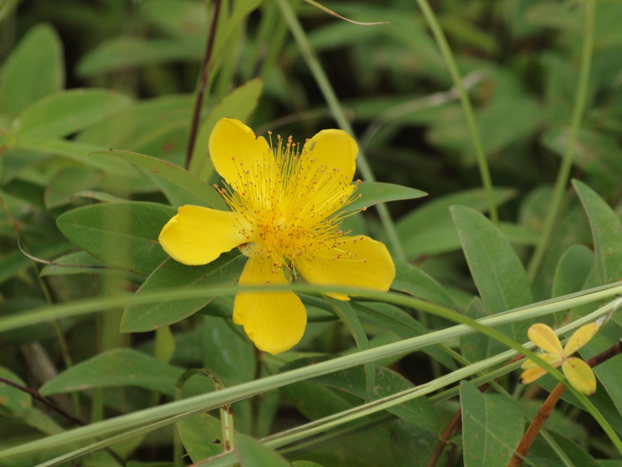 『Hypericum(オトギリソウ属)の花達・・・・・♪』_d0054276_20333280.jpg