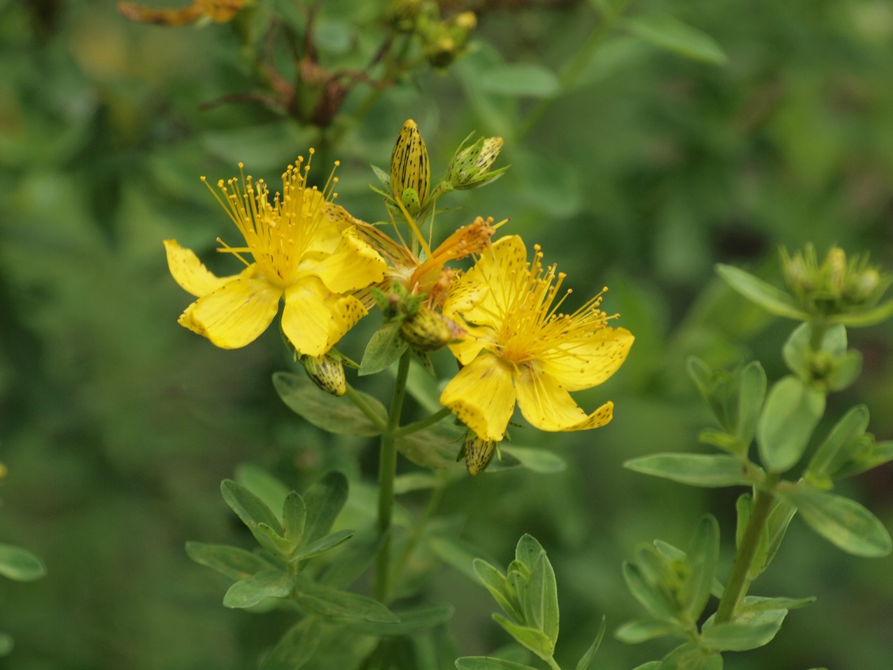 『Hypericum(オトギリソウ属)の花達・・・・・♪』_d0054276_20334327.jpg