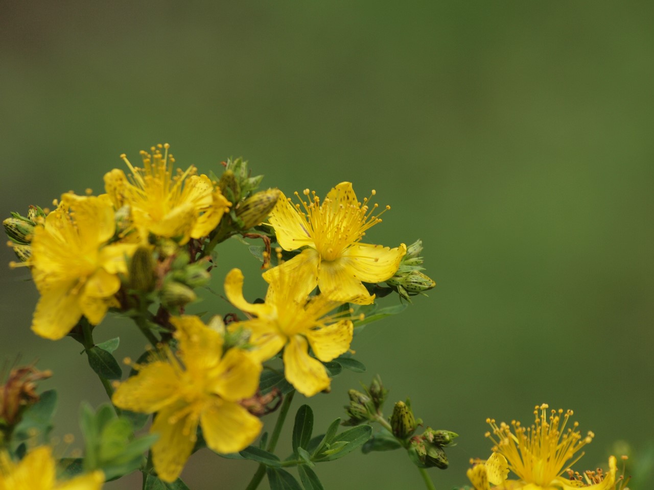 『Hypericum(オトギリソウ属)の花達・・・・・♪』_d0054276_20335326.jpg