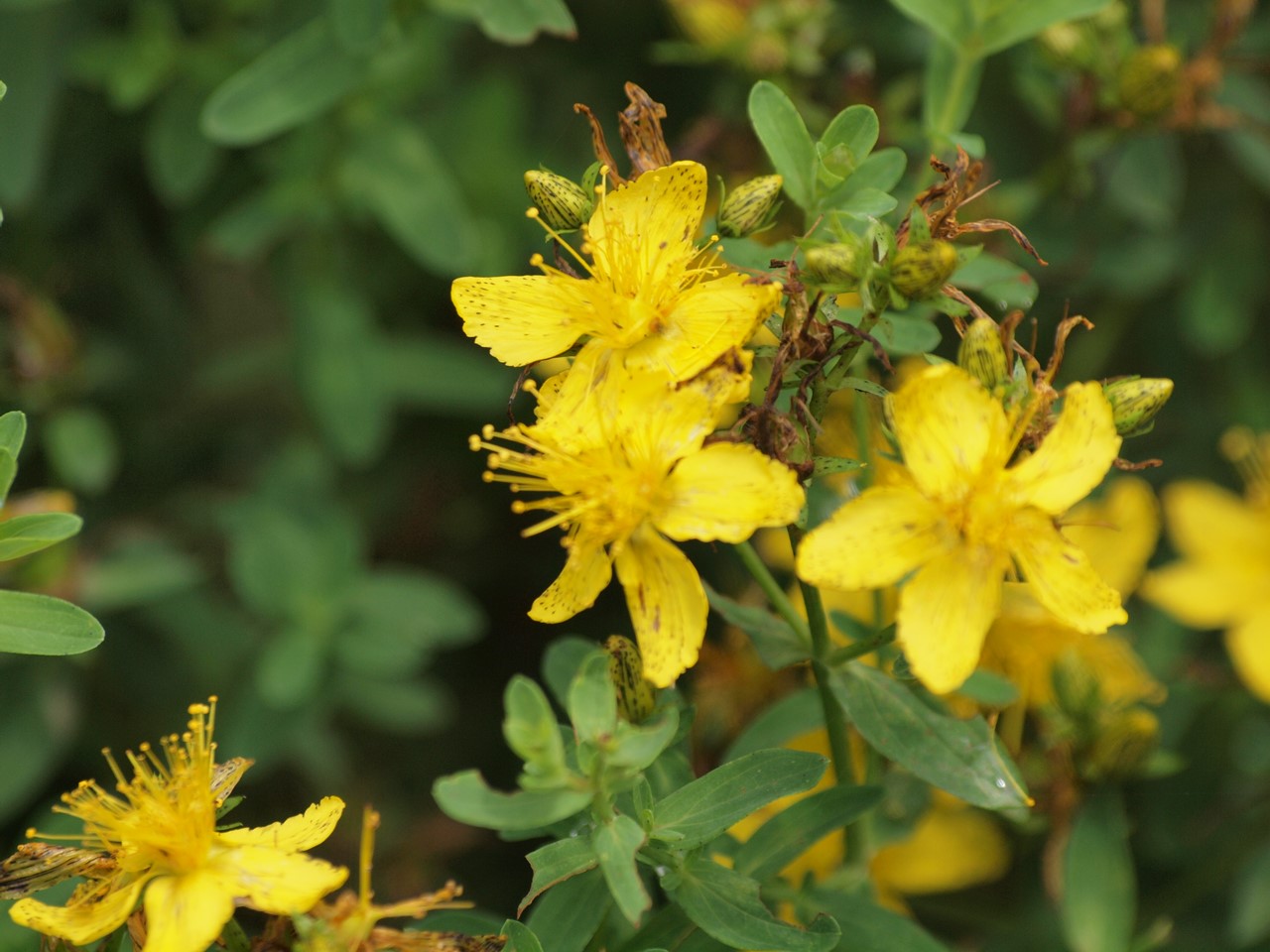 『Hypericum(オトギリソウ属)の花達・・・・・♪』_d0054276_20341350.jpg