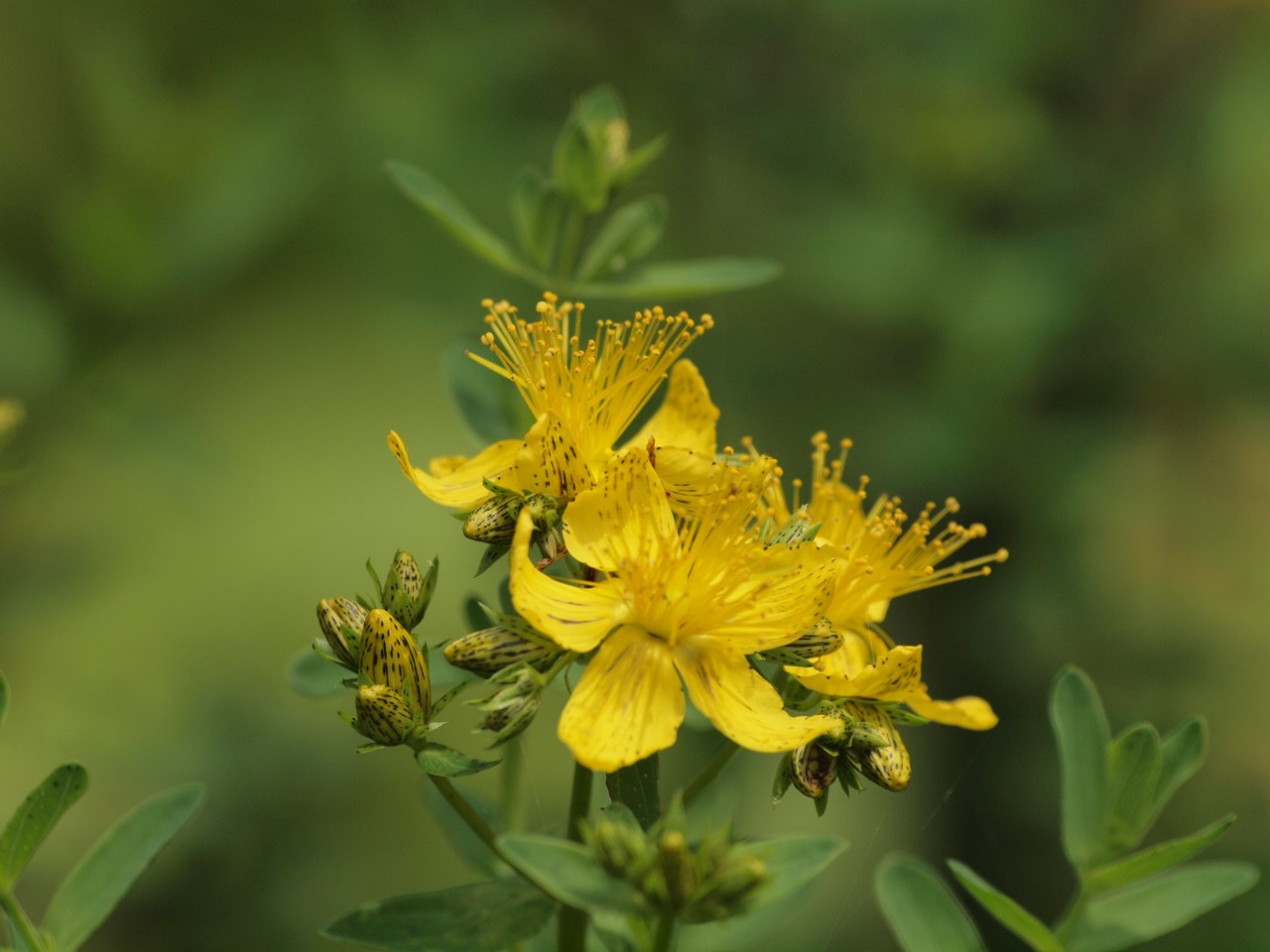 『Hypericum(オトギリソウ属)の花達・・・・・♪』_d0054276_20342498.jpg