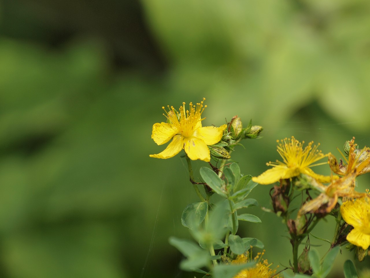 『Hypericum(オトギリソウ属)の花達・・・・・♪』_d0054276_2034395.jpg