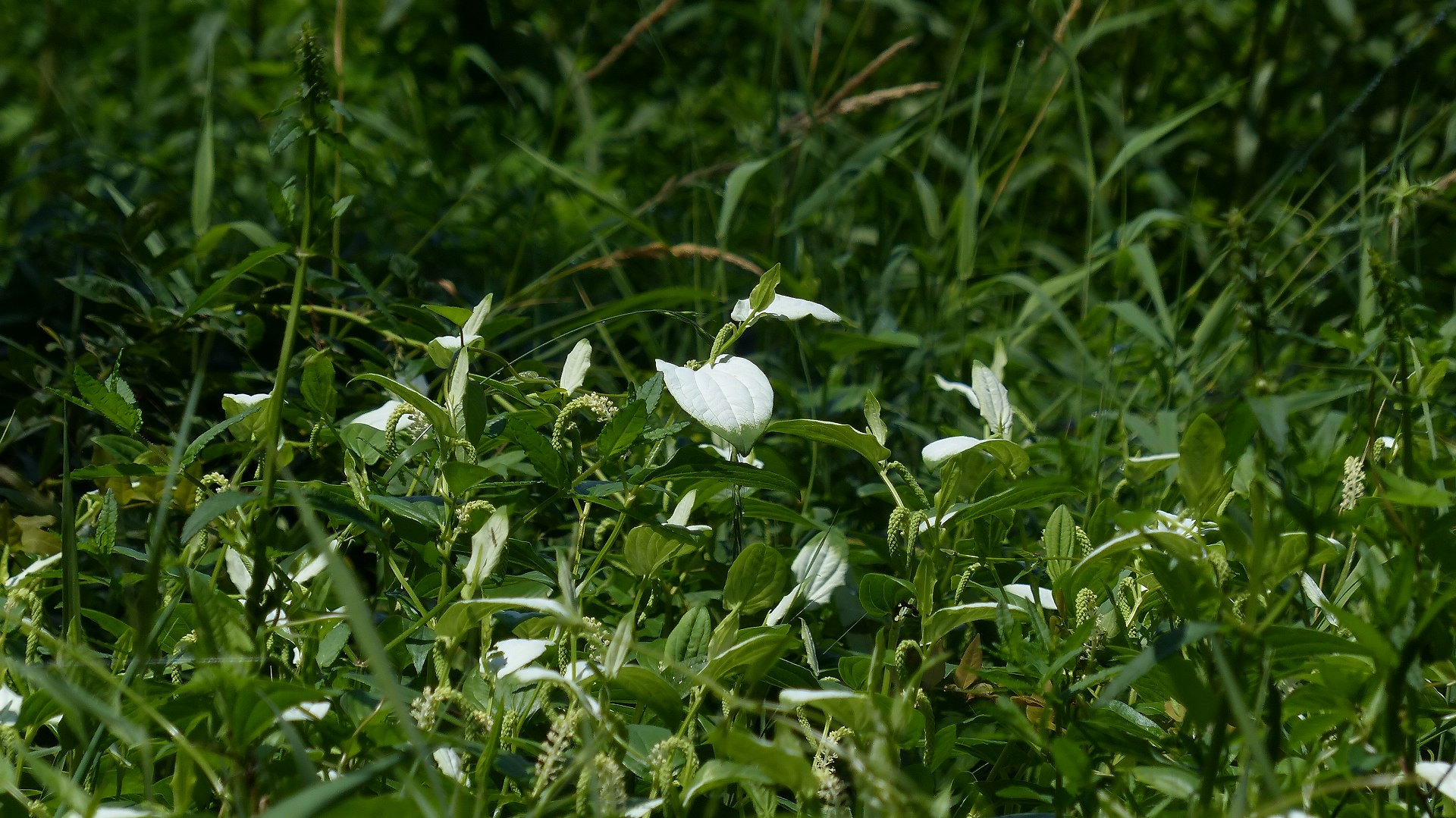 半化粧の森_a0185081_11265668.jpg