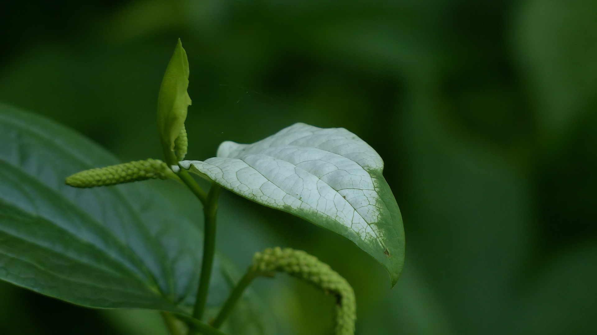 半化粧の森_a0185081_11271553.jpg