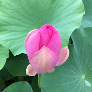千葉のいろいろを堪能!_a0191183_18125052.jpg