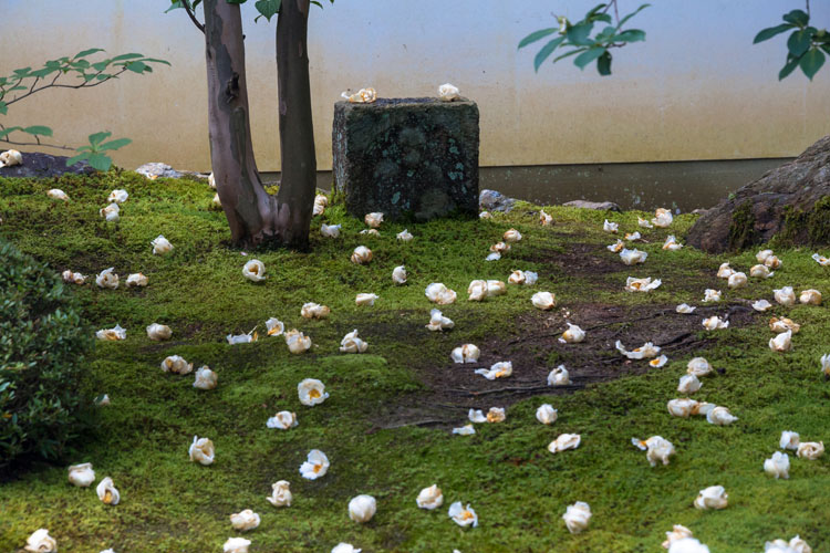 東林院(妙心寺塔頭)_e0051888_21214327.jpg