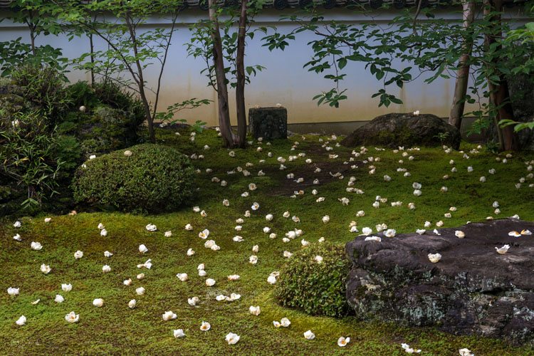 東林院(妙心寺塔頭)_e0051888_21221598.jpg