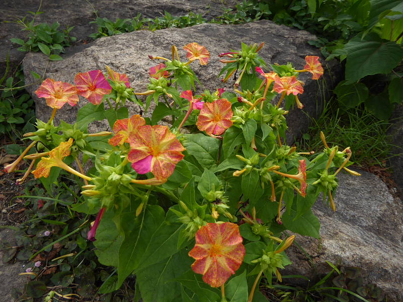 タンゲマル・白粉花・ソラヌム・南天・_d0261298_661266.jpg