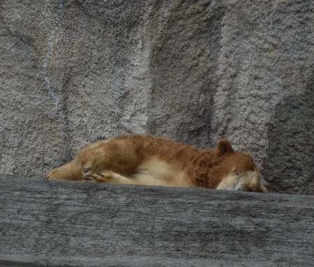 バフィンとモモのお披露目会③_d0090801_19512474.jpg